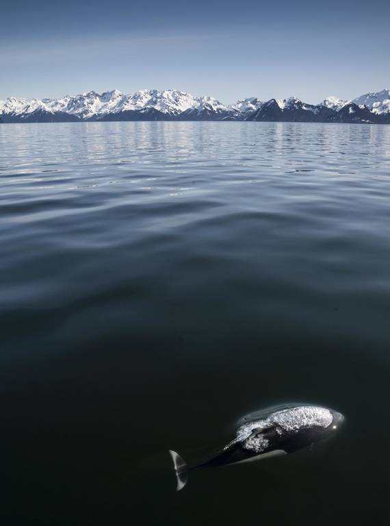 <p>A Dall’s porpoise, named for the American naturalist William Healy Dall, surfaces in Resurrection Bay as the group makes its way to Seward on the last day. </p>