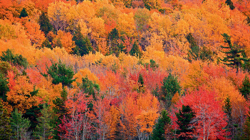 Acadia · National Parks Conservation Association