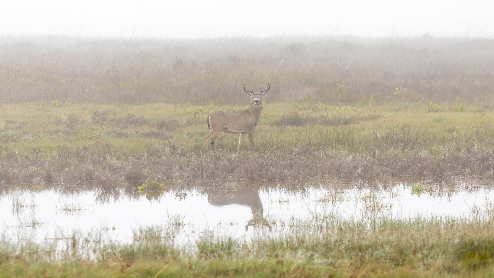<p>Deer are common at the seashore and in the broader state of Texas, where they number close to 3 million.</p>