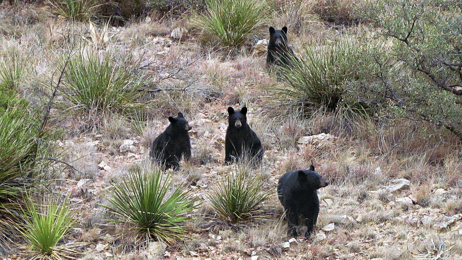 West Texans Are Learning What It Means to Live in Bear Country