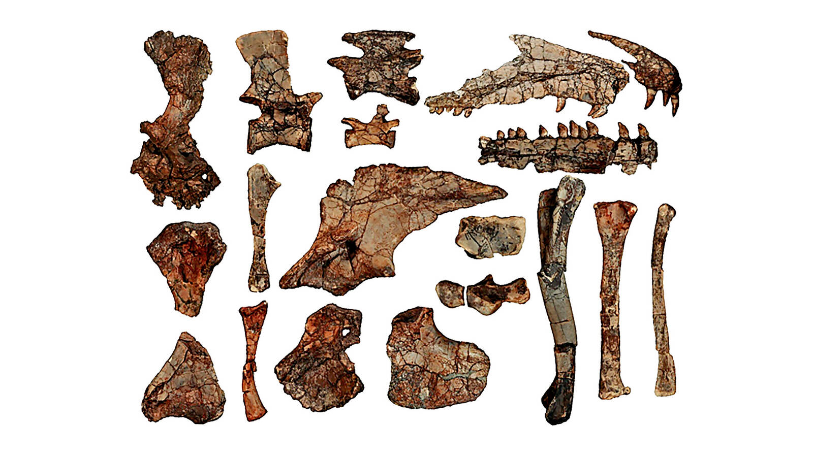<p>A sampling of the 220-million-year-old <em>P. traverorum</em> bones excavated from the Dying Grounds.</p>
