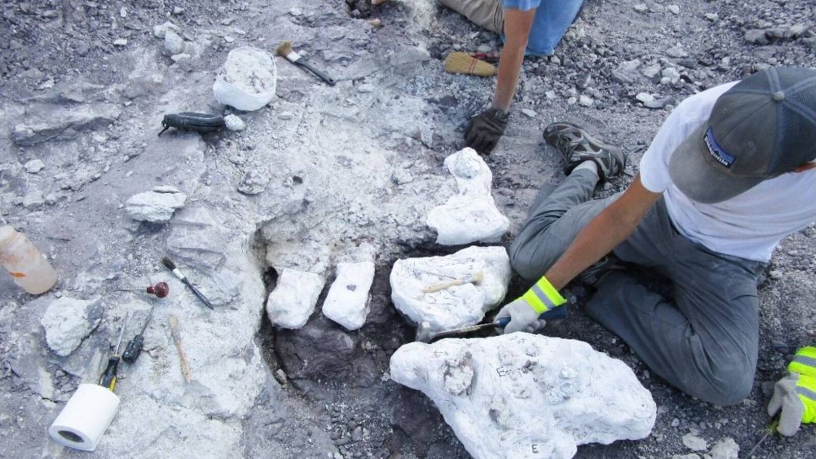 <p>Paleontologists work to extract reptile bones from the Dying Grounds in 2014. Toilet paper-lined plaster "jackets" encase the fragile fossils so they can be safely removed from the field and taken to the lab.</p>