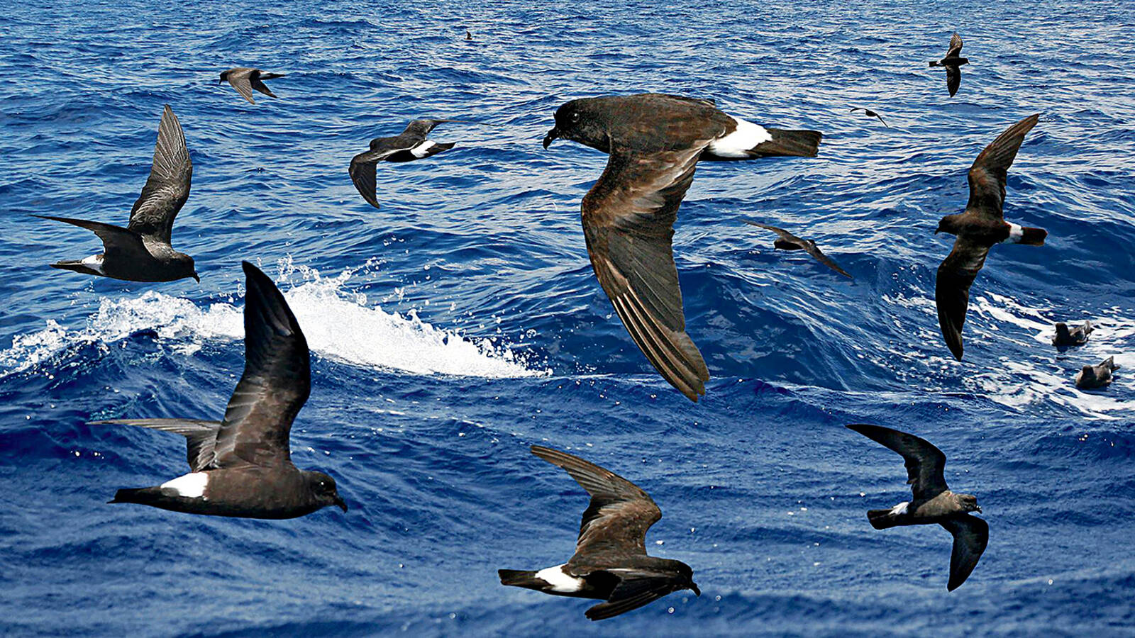 <p>ʻAkēʻakē are a distinct population of band-rumped storm petrels, which roam both the Pacific and the Atlantic oceans.</p>