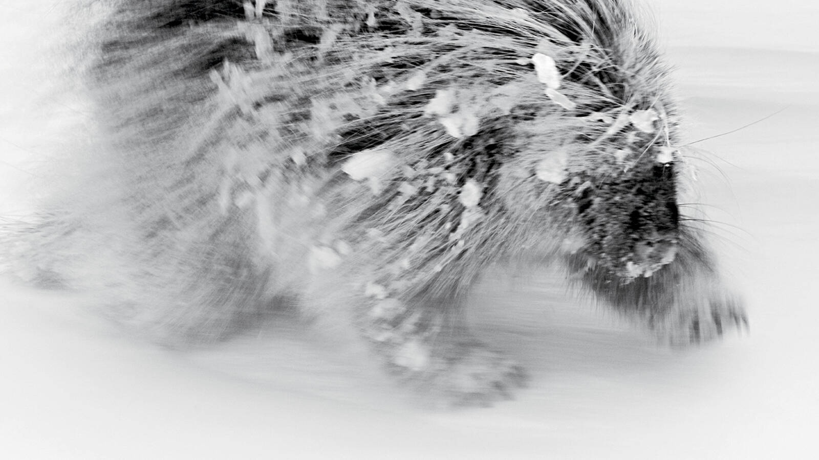 <p>A porcupine lumbers through the snow.</p>