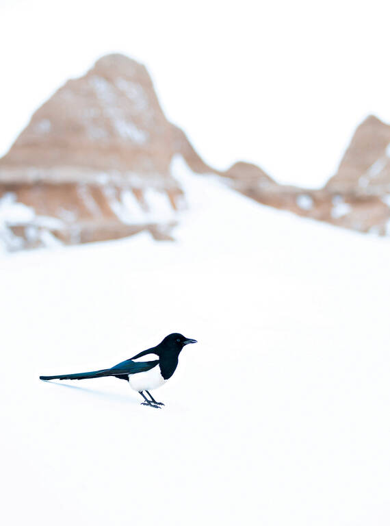 <p>A black-billed magpie on fresh-fallen snow at Badlands National Park.</p>