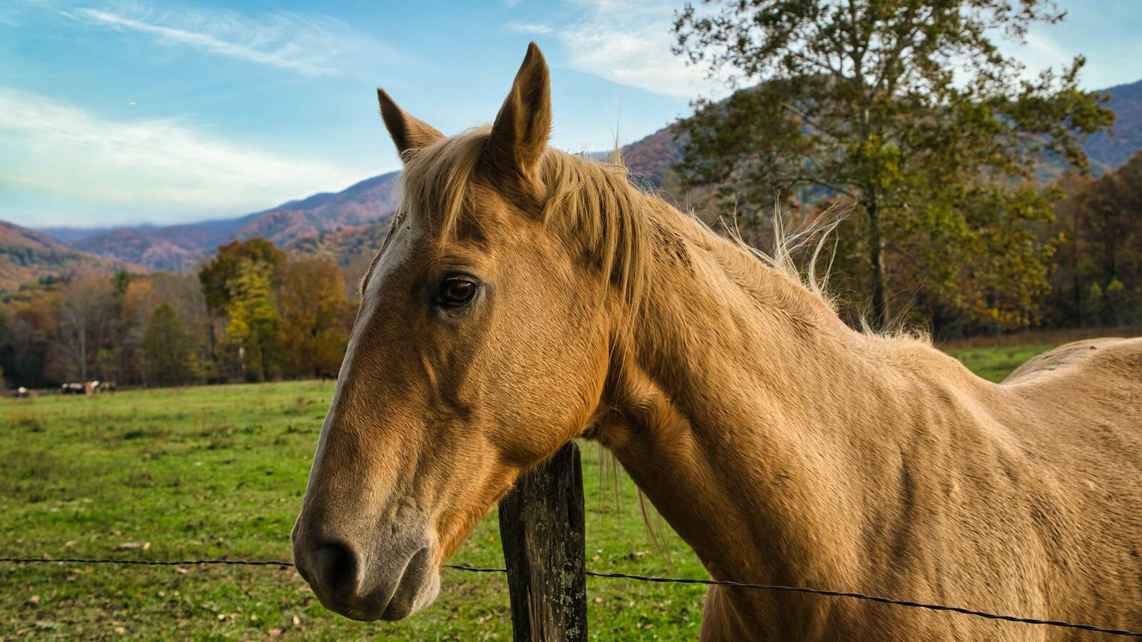 <p>Horses in Great Smoky Mountains National Park</p>