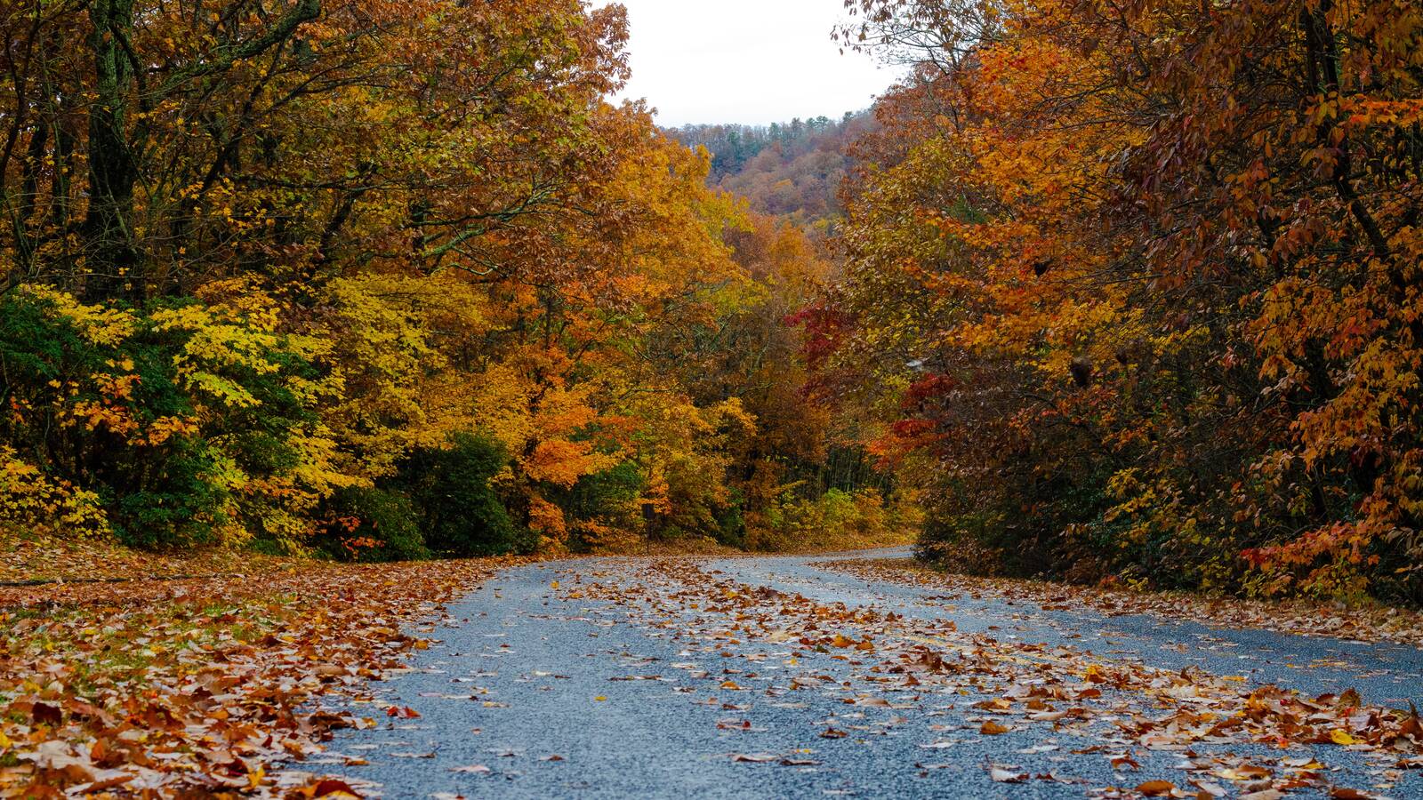 <p>Leaf-covered road in Great Smoky Mountains National Park</p>