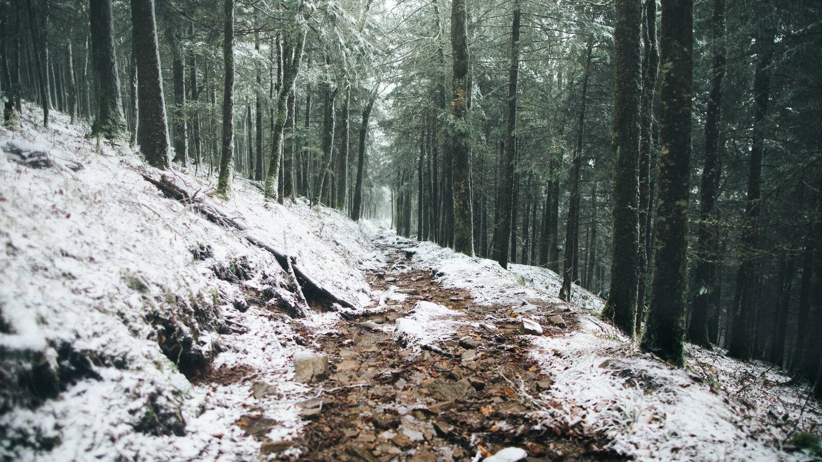 <p>Snow-covered trail in Great Smoky Mountains National Park</p>