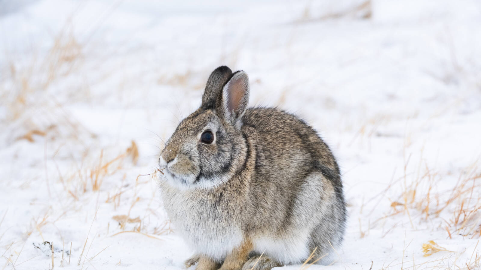<p>A rabbit in Badlands National Park.</p>