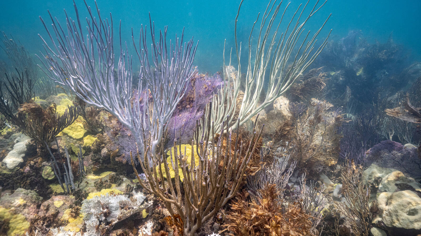 How does overfishing threaten coral reefs?