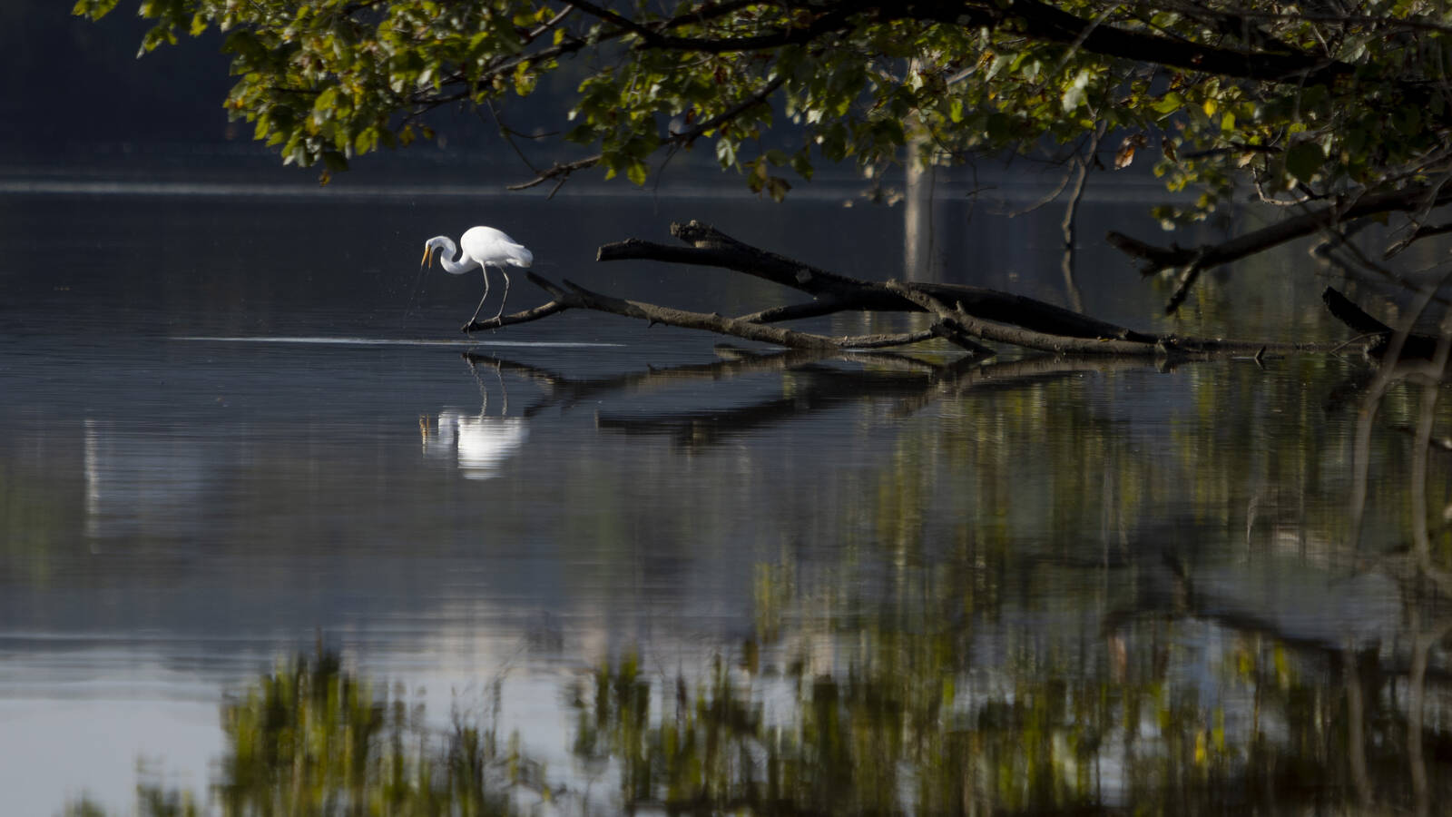 <p>The presence of wildlife, such as this great egret and otters, are auspicious signs of a rebounding ecosystem. </p>