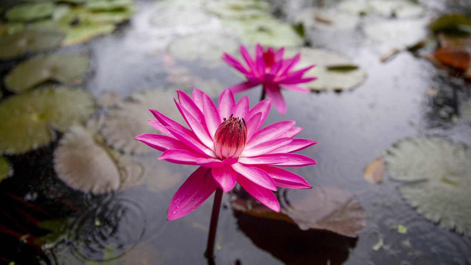 <p>Kenilworth Park &amp; Aquatic Gardens delights visitors year-round. Brave the heat of summer for a true spectacle: the blooming of the park's lilies and lotuses.</p>