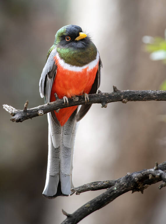 <p>The elegant trogon is typically found in tropical forests, but four mountain ranges in Arizona, including the Chiricahuas, offer breeding habitat for this jewel-toned bird. </p>