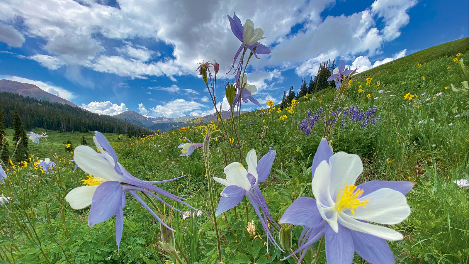 <p>The Colorado state flower, the columbine, blooms in alpine areas of Rocky Mountain National Park.</p>