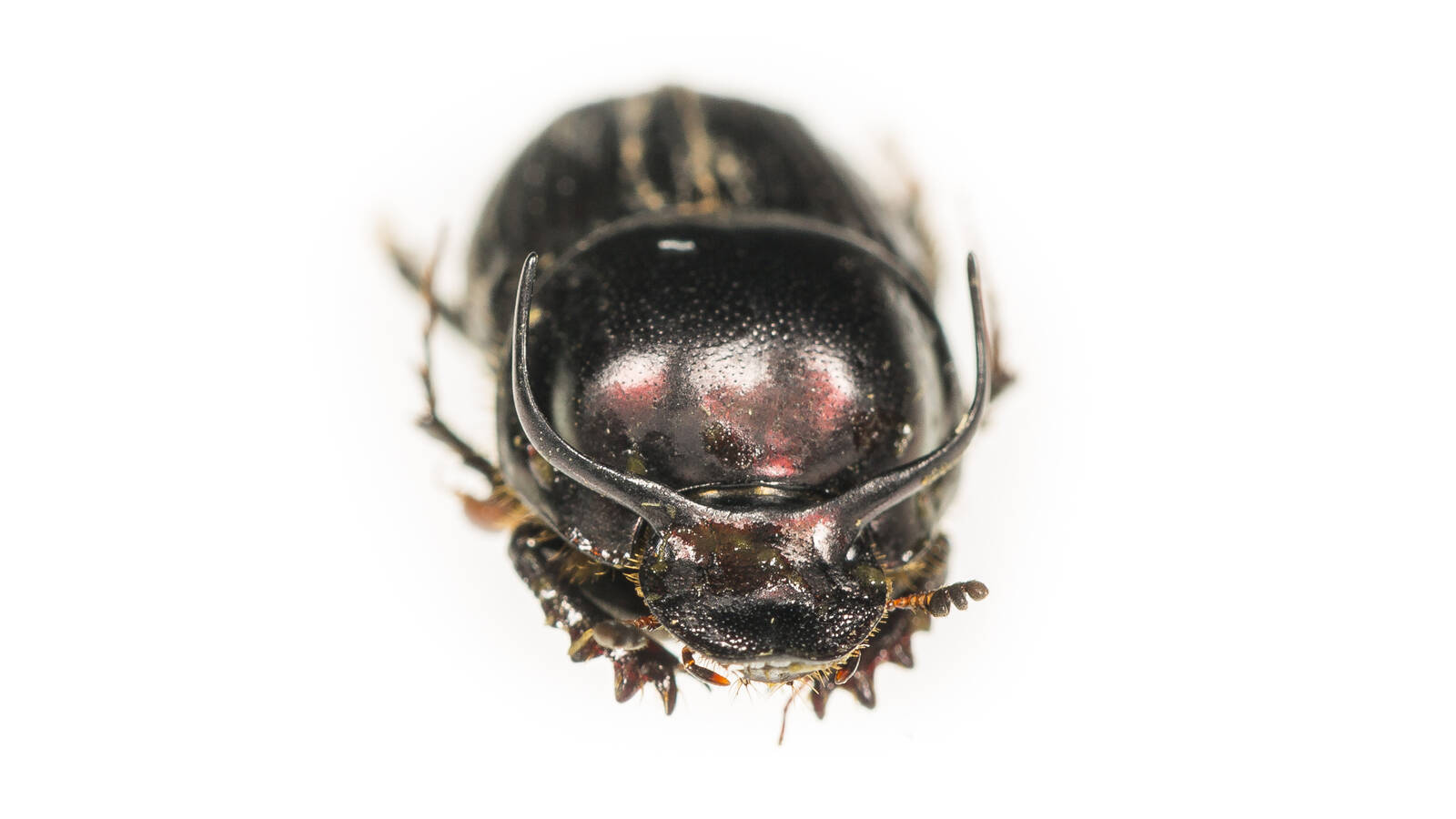 <p><em>Onthophagus</em> <em>taurus</em>, a nonnative tunneling beetle, has been hailed as the strongest insect in the world.</p>