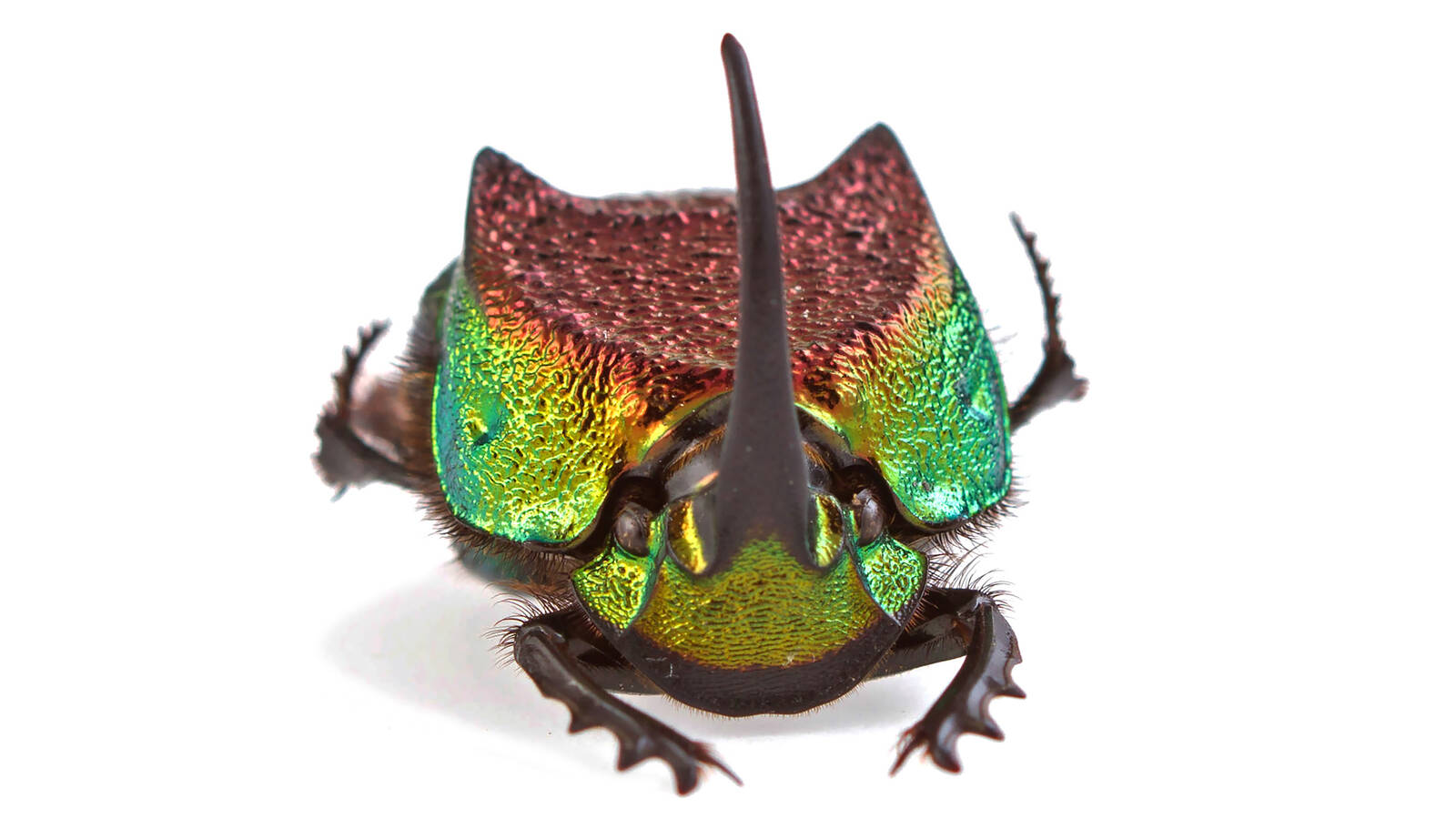 <p>Rainbow scarabs, one of Great Smoky Mountains National Park’s dung beetle species, bury their so-called brood balls deeper as temperatures rise, perhaps indicating that they’re adapting to climate change.</p>