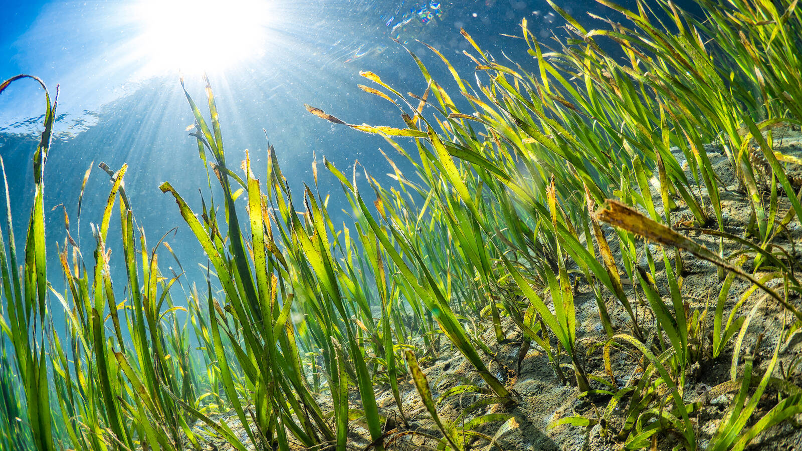 Vanishing Sea Meadows · National Parks Conservation Association Vanishing Sea Meadows · National Parks Conservation Association