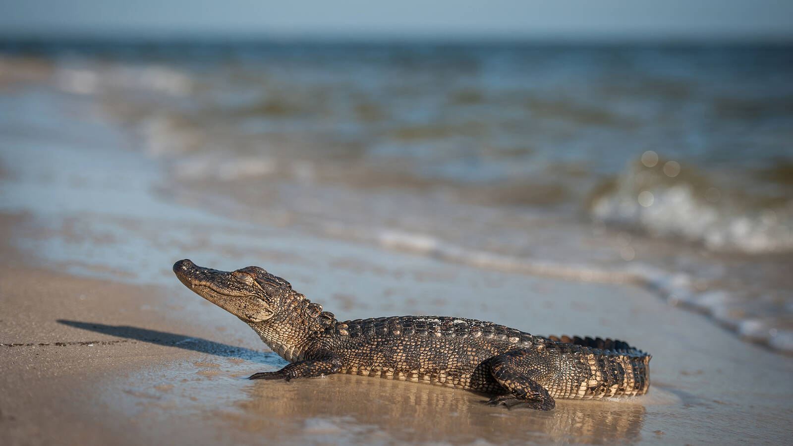 <p>On a previous assignment on the island, Doyle spotted an alligator, which appeared to be sunbathing or sleeping. “I got pretty close, and by the time it noticed me, it just took off sprinting right into the water,” he said.</p>