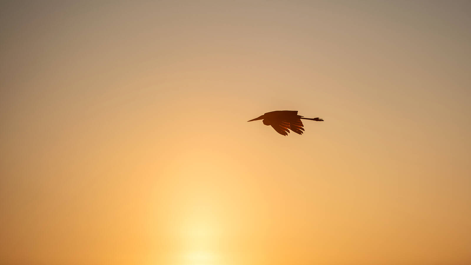 <p>Doyle set out on his own to capture his sunset shots, including this great blue<br>heron in flight.</p>