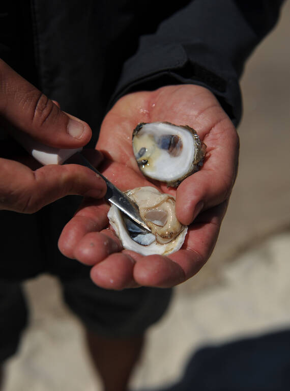 <p class="MsoNormal">The friends were all responsible for their own food, but they feasted together on oysters they found in the Gulf, eating them raw with lemon, hot sauce and some boxed white wine.</p>