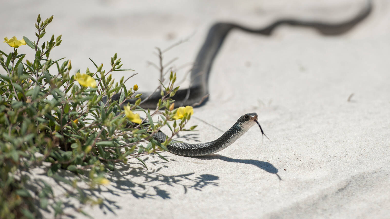 <p>Snakes, such as this black racer, are an important part of the island food chain, serving as both predator and prey.</p>