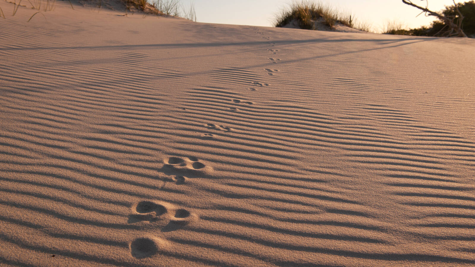 <p>Rabbit tracks.</p>