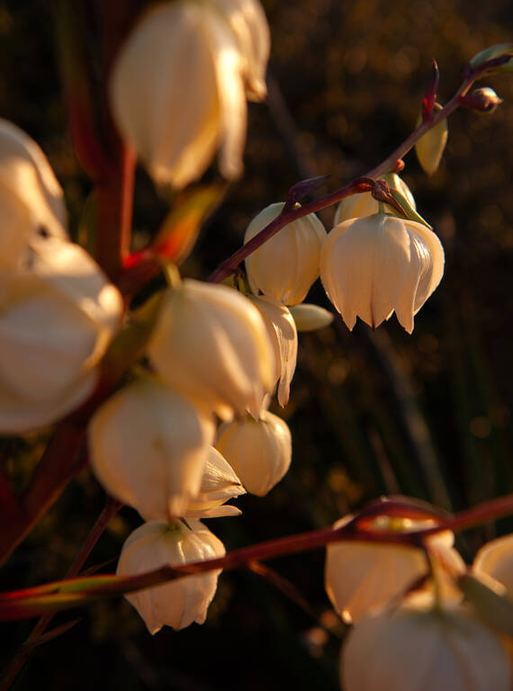 <p>A yucca in bloom.</p>