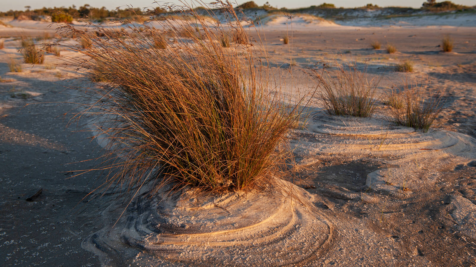 <p>Beach grasses help stabilize the dune ecosystem.</p>