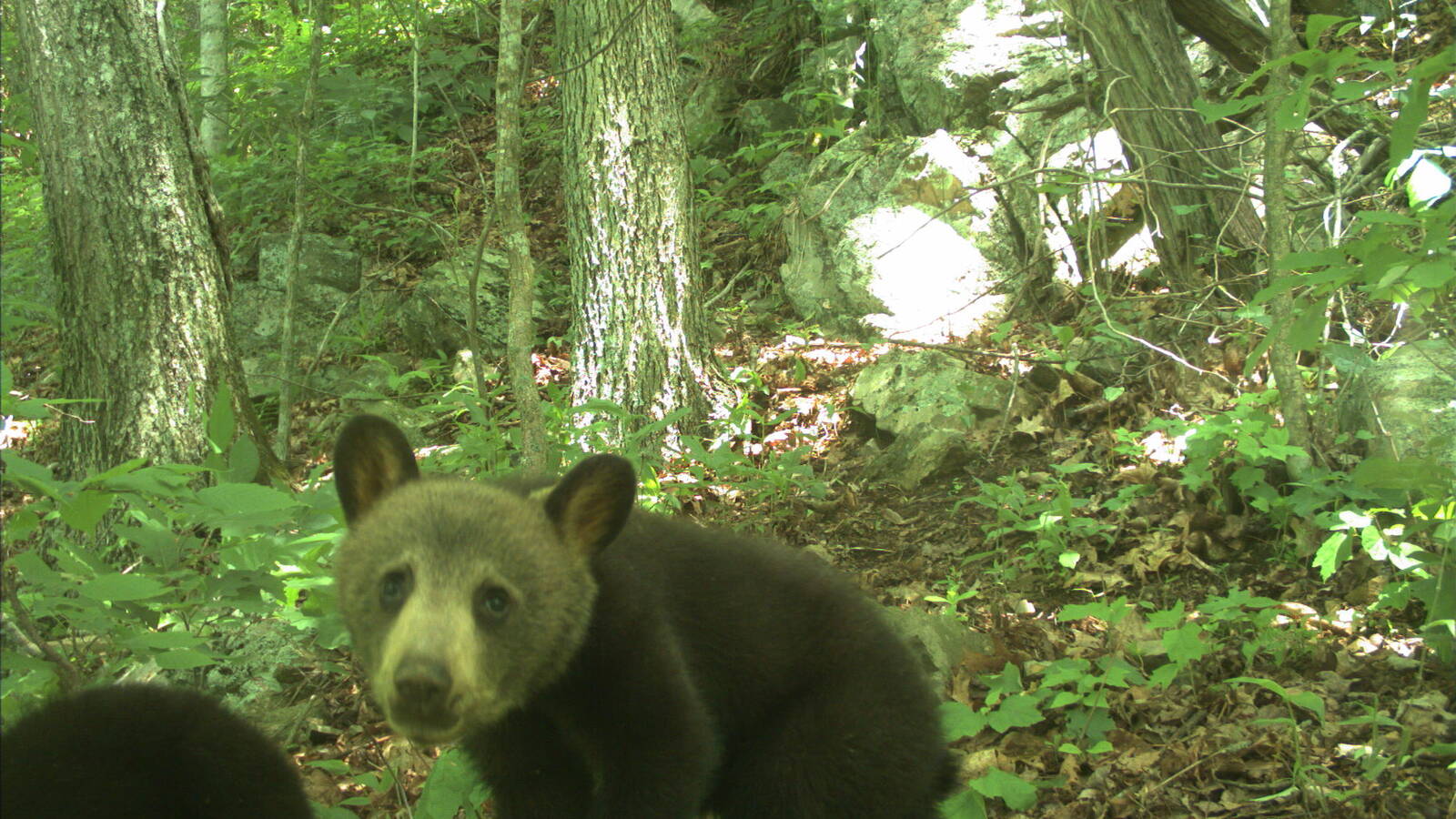 <p>Black bear cubs in the highway right-of-way</p>