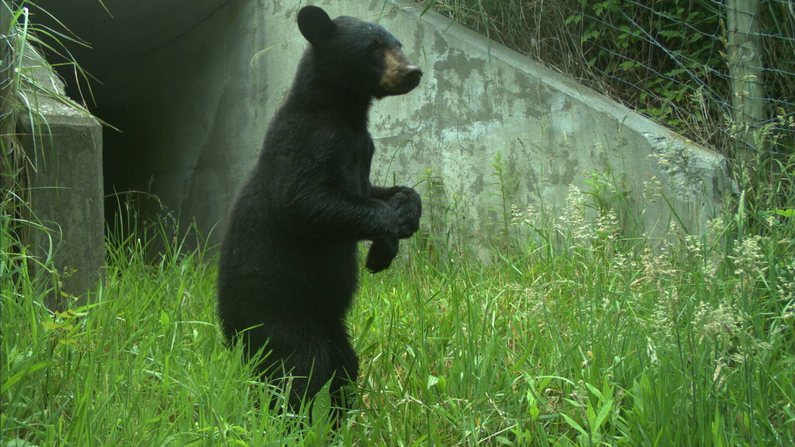 <p>A black bear emerging from a wildlife underpass along I-26</p>