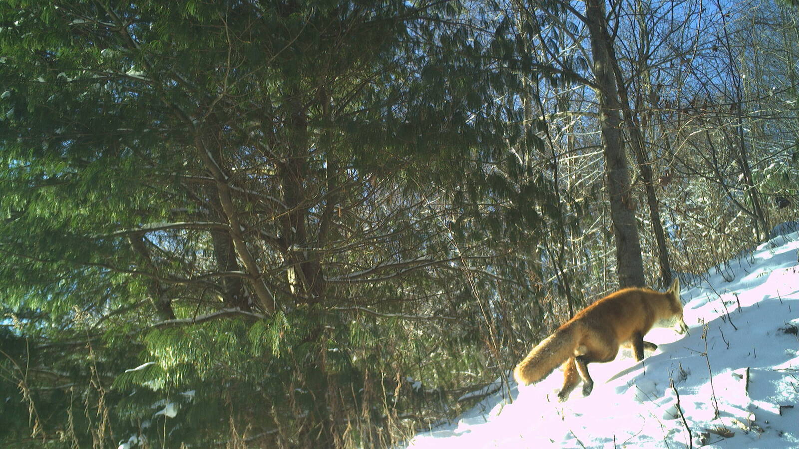 <p>A red fox in the snow in the highway right-of-way</p>