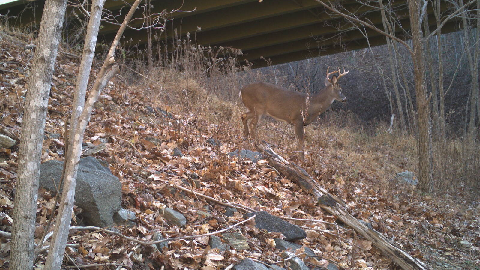 <p>A White-tailed Deer buck beneath a bridge along I-26</p>