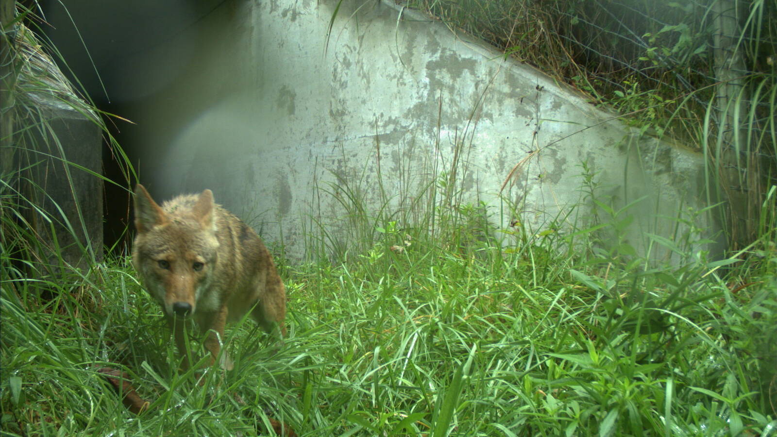 <p>A coyote emerging from a wildlife underpass along i-26</p>