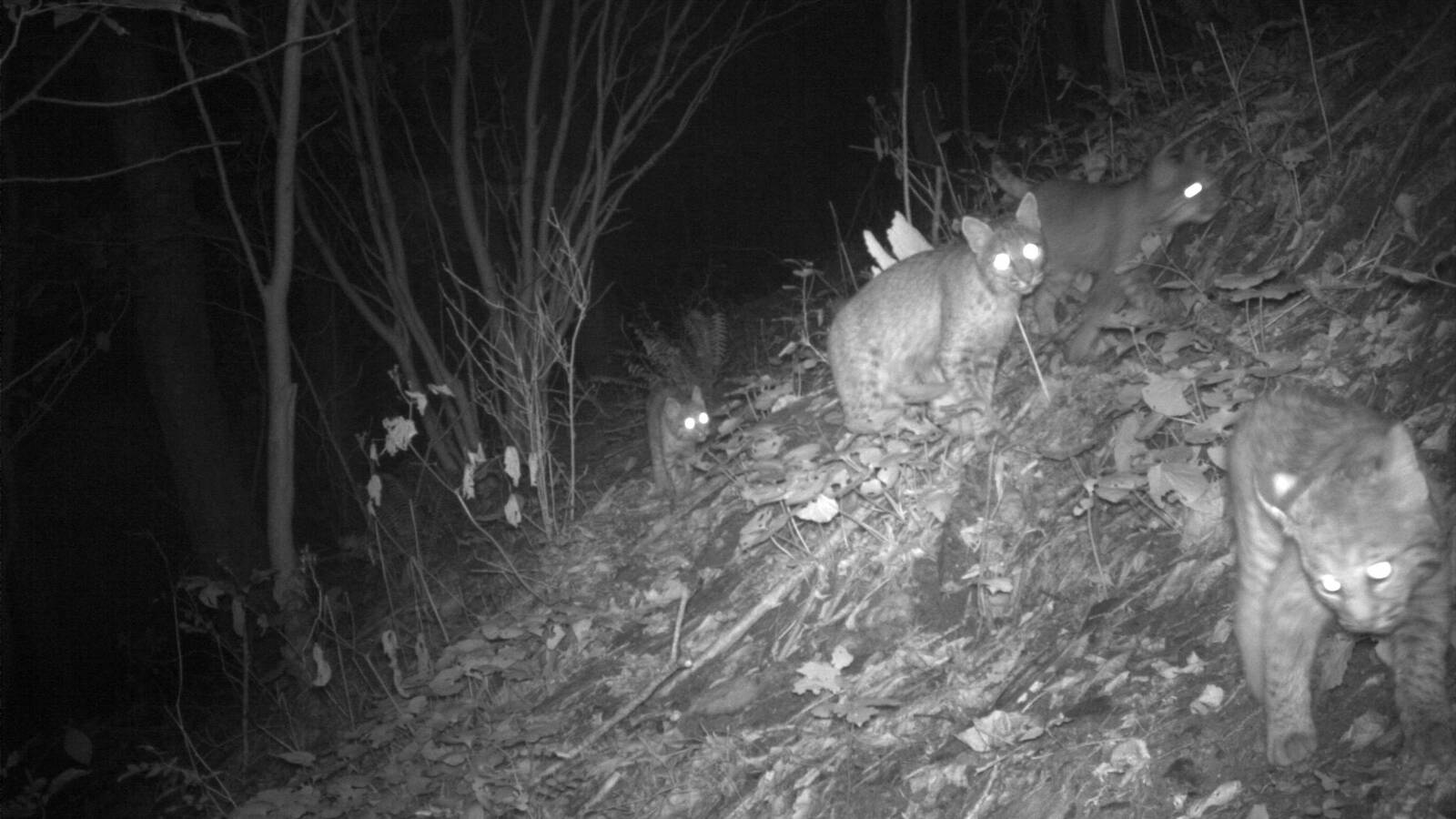 <p>A bobcat family in the I-26 right-of-way</p>