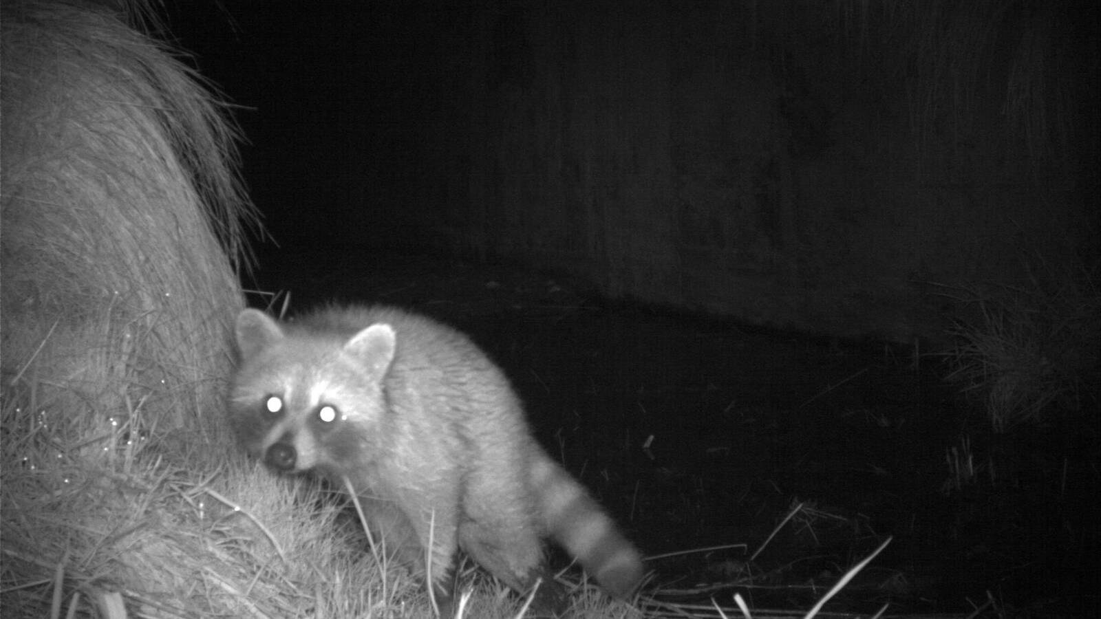 <p>A raccoon emerging from a wildlife underpass along I-26</p>