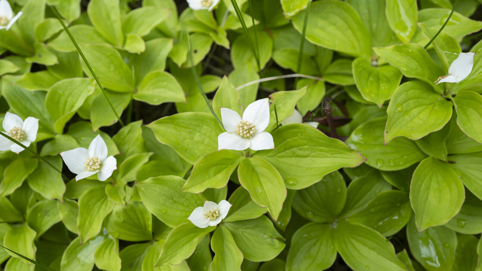 <p>The park is home to over 600 species of flowering plants, including Canada dogwood, pictured. </p>