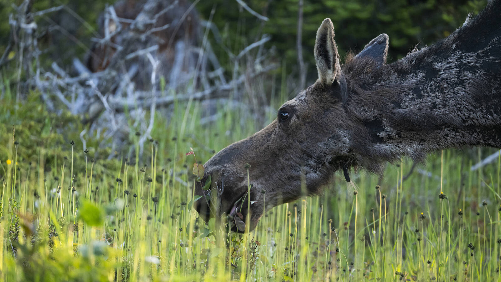 <p>The park is known for its wildlife, including moose (pictured) and wolves, which were reintroduced after nearly disappearing. These two island inhabitants are the subjects of the longest continuous study of any predatory-prey system in the world.</p>