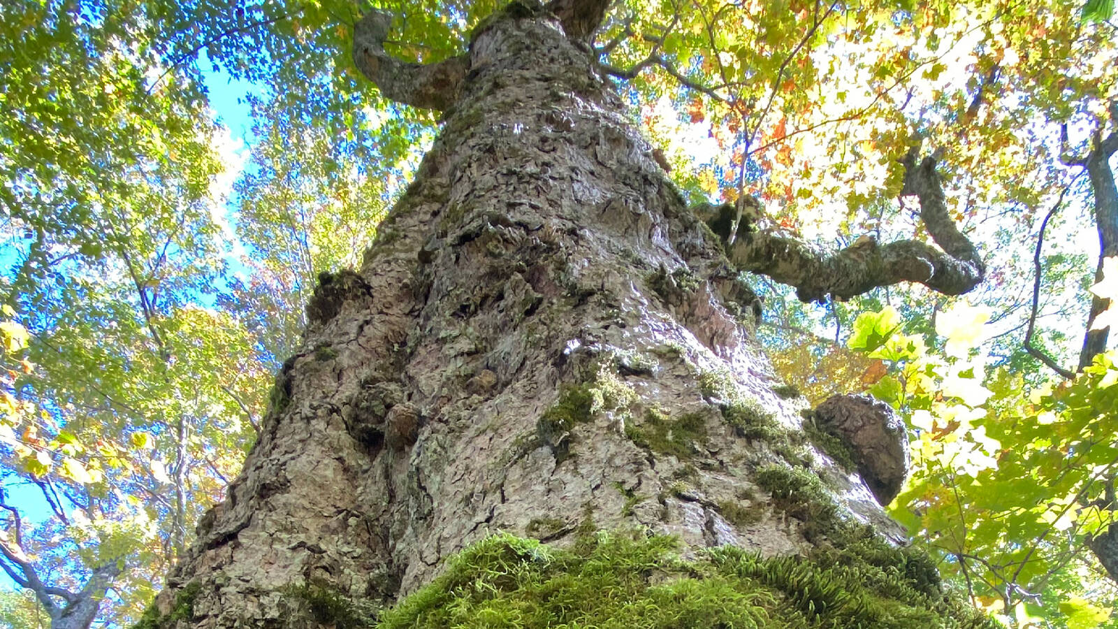 <p>Old-growth trees such as this sugar maple develop large, twisting upper<br>branches, grooved bark with unique chemistries, and diverse moisture<br>and minerals that provide habitat and food for many plants and animals.</p>