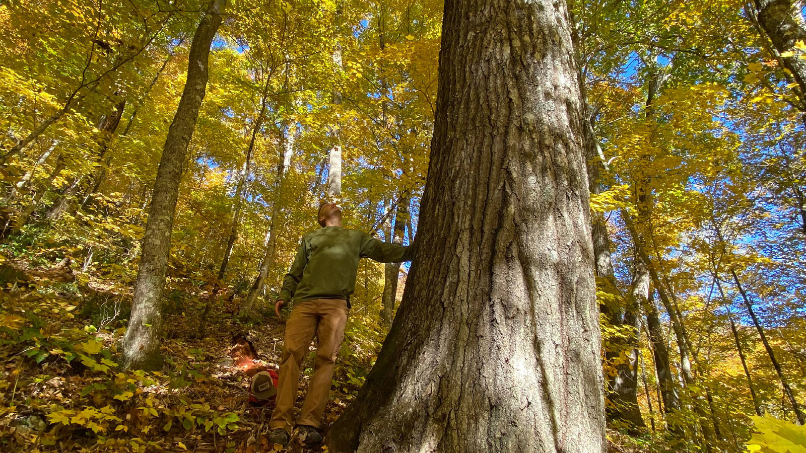 <p>Old-growth forests have large, old trees with multilayered canopies. There are more gaps in the canopy to let sunlight through, creating more diverse plant and animal life.</p>