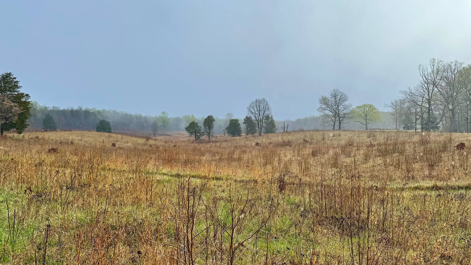 <p>A field in Fredericksburg and Spotsylvania National Military Park, one of nearly 40 Eastern national park sites slated for grassland restoration.</p>