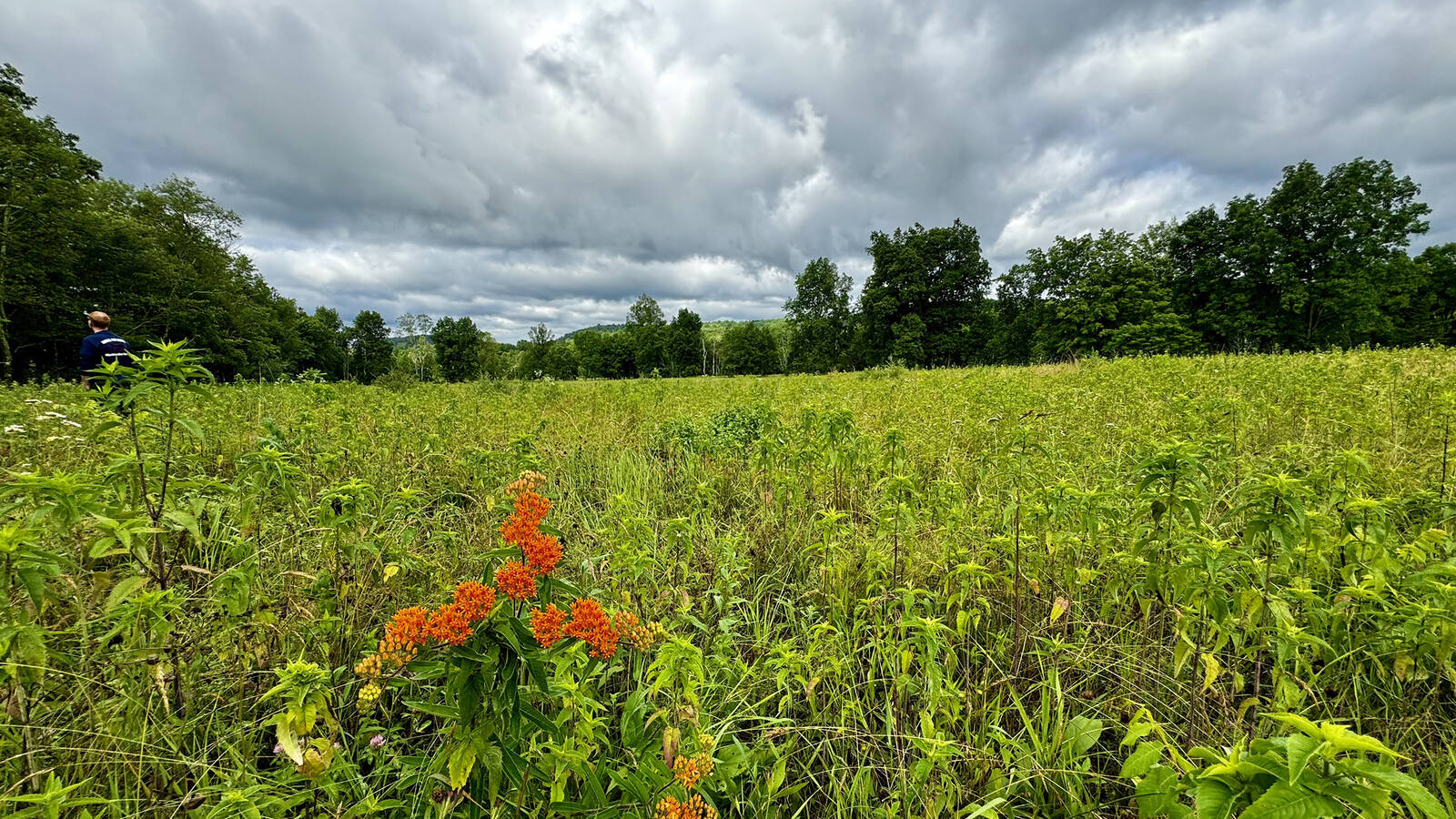 <p>Grasslands once blanketed the Eastern United States. Pictured: a field in Delaware Water Gap National Recreation Area.</p>