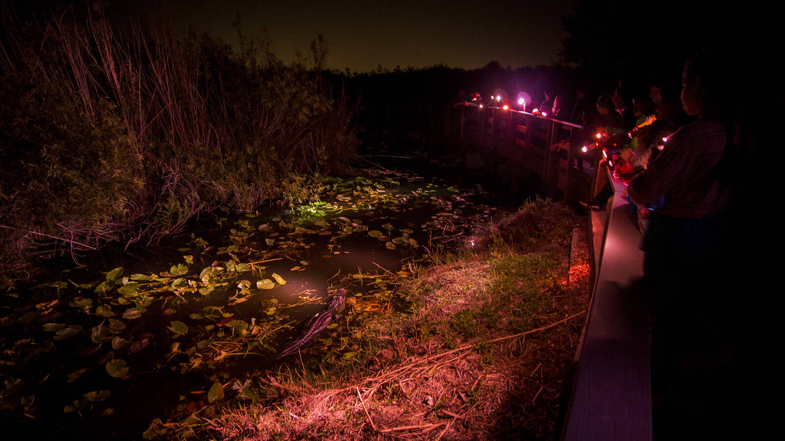 <p>Everglades National Park visitors spot an alligator during one of the park’s nighttime programs.</p>