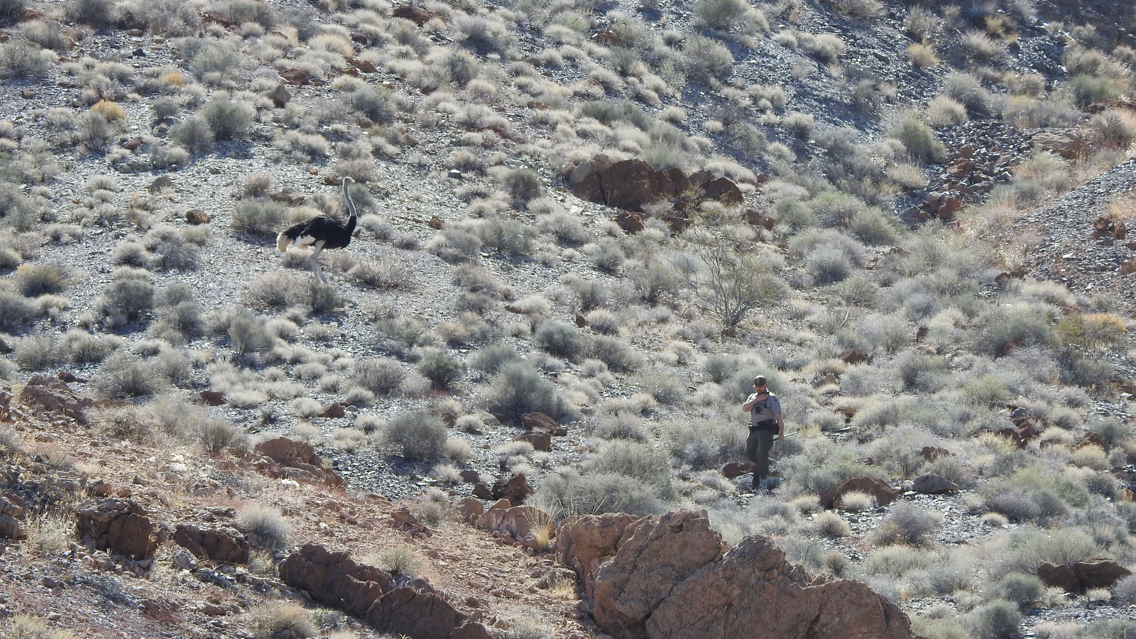 <p>A park ranger locates an interloping ostrich in Death Valley National Park in April. </p>
