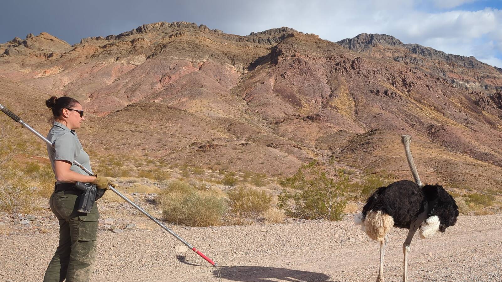 <p>Park ranger April Stiltz approaches one of the rogue ostriches.</p>