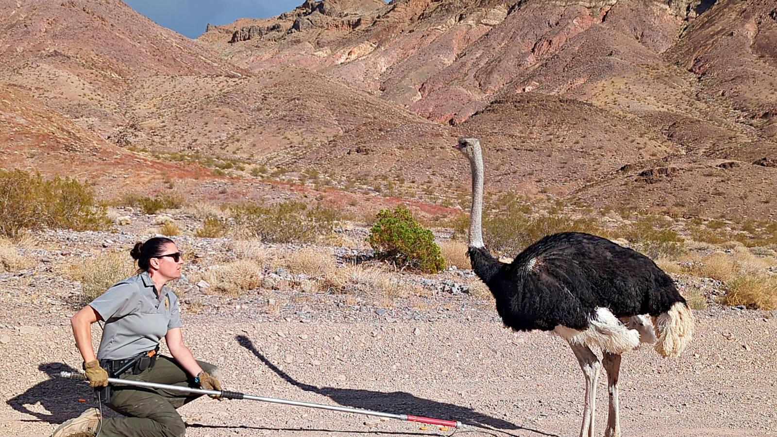 <p>Stiltz continues her slow approach of the large bird.</p>