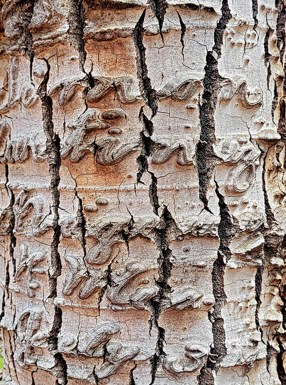 <p>A dendroglyph carved in cursive by Simon Martinez on July 3, 1911. </p>