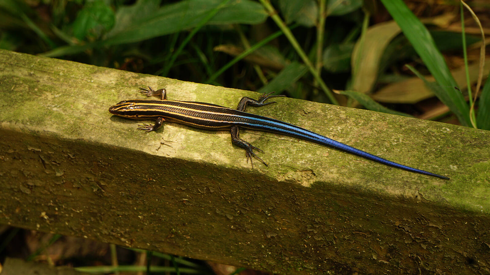 <p>A skink on the boardwalk at Congaree National Park. </p>