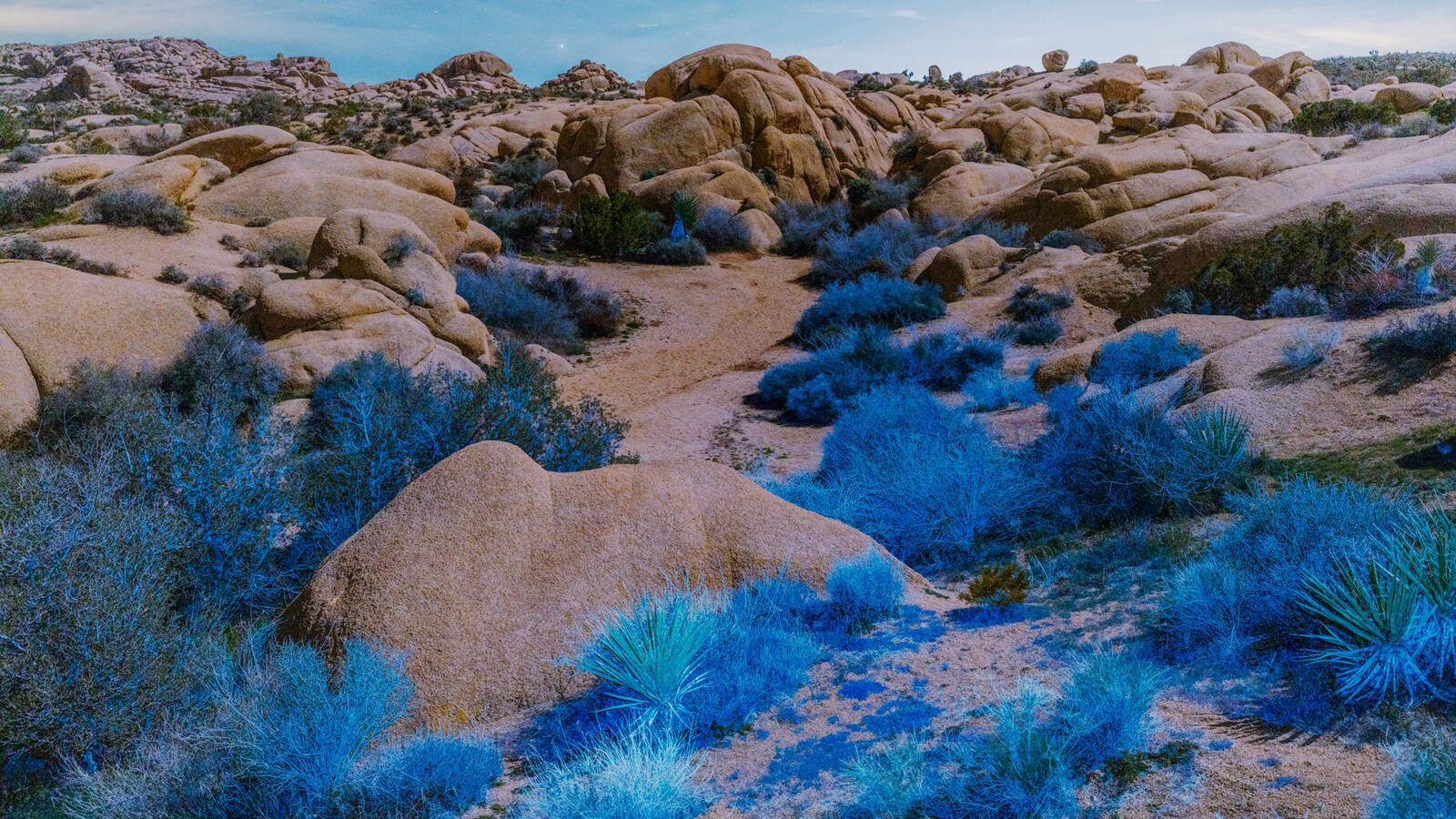 <p>Joshua Tree National Park.</p>
