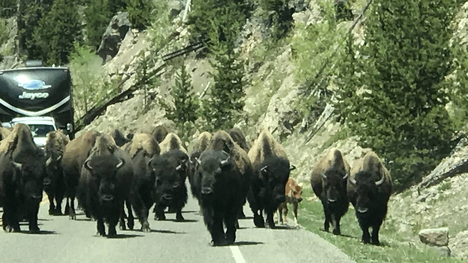 <p>Bison in Yellowstone National Park.</p>