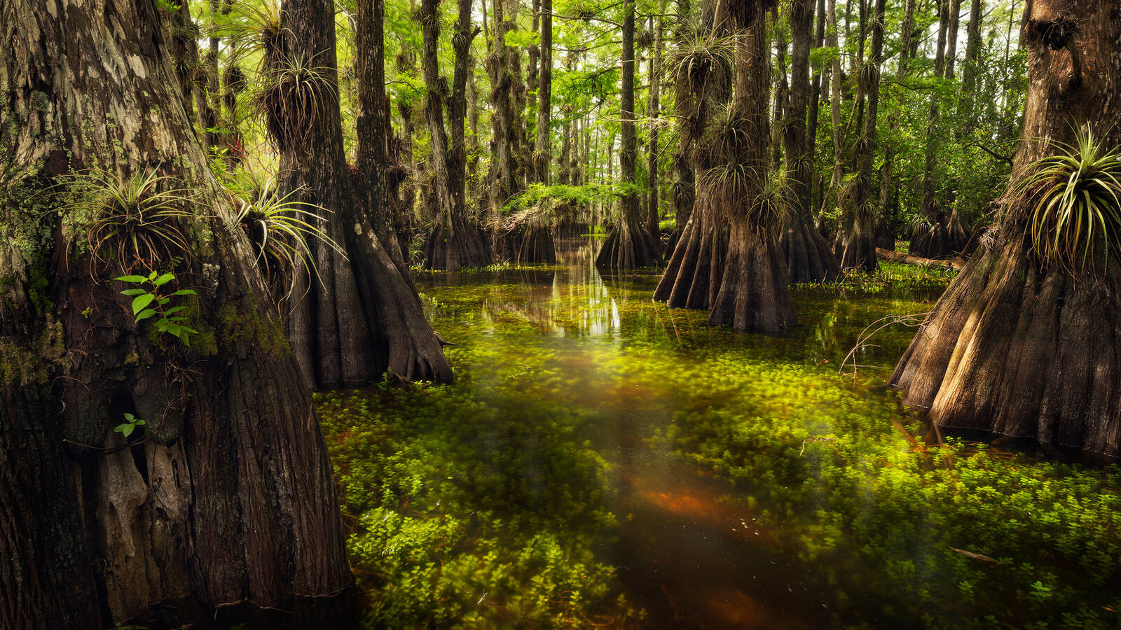 <p>In some cypress domes, the pondlike pools in the middle persist late into the dry season, drawing a range of wildlife.</p>